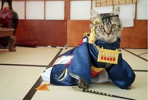 《刀剑乱舞》玩马头人SM？这种COS充满猎奇感